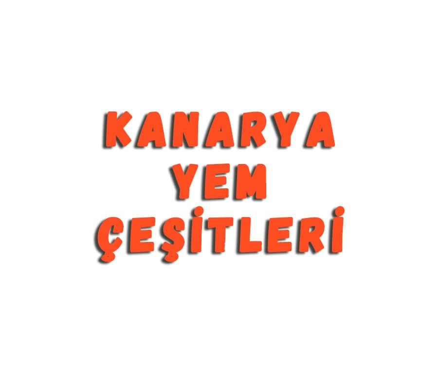 Kanarya Yem Çeşitleri