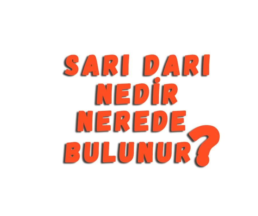 Sarı Darı Nedir Nerede Bulunur